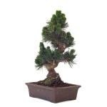 Acheter Bonsai en ligne Pinus Thunbergii Senjyumaru 57 cm Sankaly Bonsai