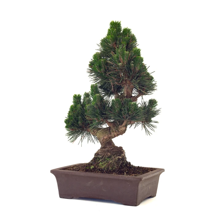 Vente de Bonsai de collection Pinus Thunbergii Senjyumaru Pin Noir du Japon 57 cm Sankaly Bonsai