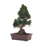 Vente de Bonsai de collection Pinus Thunbergii Senjyumaru Pin Noir du Japon 57 cm Sankaly Bonsai