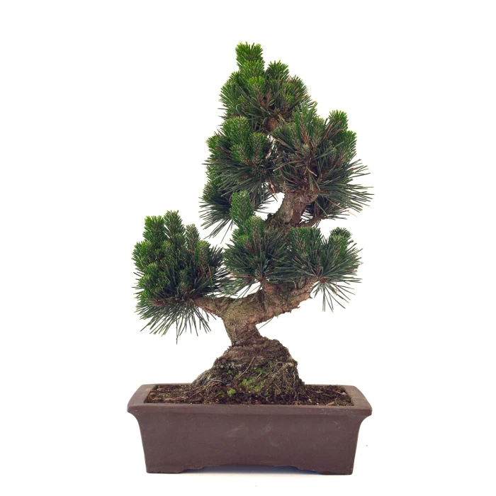 Achat Bonsai de collection Pinus Thunbergii Senjyumaru Pin Noir du Japon 57 cm Sankaly Bonsai