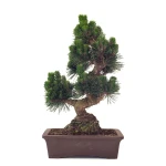 Achat Bonsai de collection Pinus Thunbergii Senjyumaru Pin Noir du Japon 57 cm Sankaly Bonsai