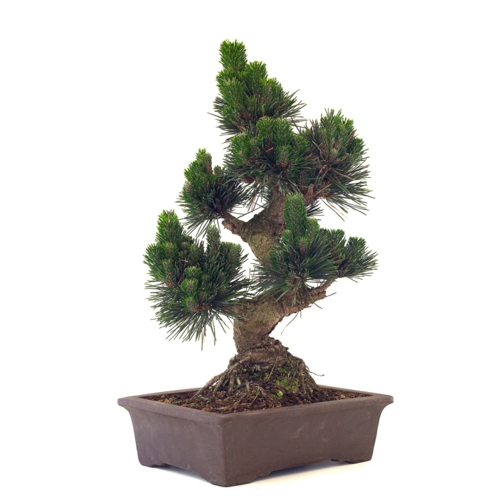 Acheter Bonsai de collection Pinus Thunbergii Senjyumaru Pin Noir du Japon 57 cm Sankaly Bonsai