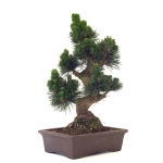 Acheter Bonsai de collection Pinus Thunbergii Senjyumaru Pin Noir du Japon 57 cm Sankaly Bonsai