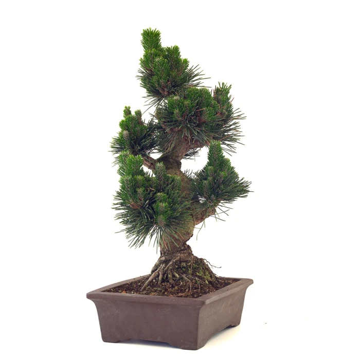 Vente de Bonsai de collection Pinus Thunbergii Senjyumaru Pin Noir du Japon 57 cm Sankaly Bonsai
