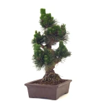 Vente de Bonsai de collection Pinus Thunbergii Senjyumaru Pin Noir du Japon 57 cm Sankaly Bonsai