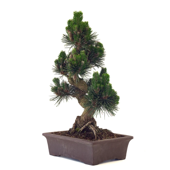 Acheter Bonsai Pinus Thunbergii Senjyumaru Pin Noir du Japon 57 cm Sankaly Bonsai