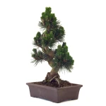 Acheter Bonsai Pinus Thunbergii Senjyumaru Pin Noir du Japon 57 cm Sankaly Bonsai