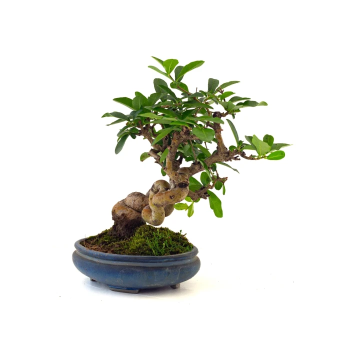 Achat Bonsai en ligne Ligustrum Obtusifolium Shohin 25 cm Sankaly Bonsai