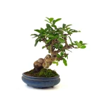 Achat Bonsai en ligne Ligustrum Obtusifolium Shohin 25 cm Sankaly Bonsai