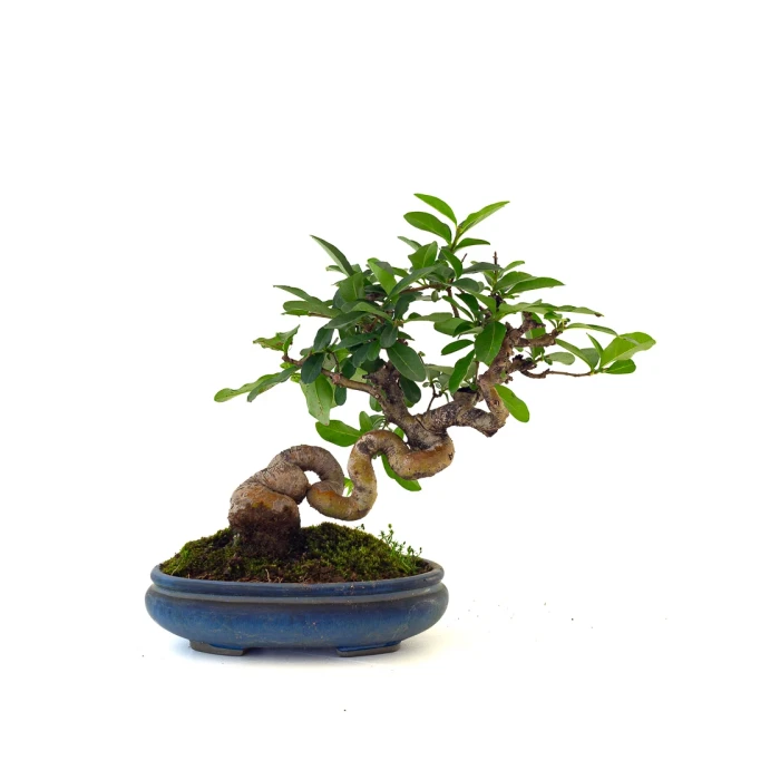 Vente de Bonsai de collection Ligustrum Obtusifolium Shohin 25 cm Sankaly Bonsai
