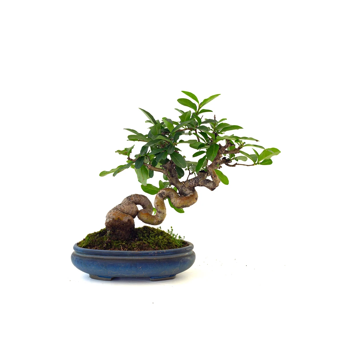 Vente de Bonsai de collection Ligustrum Obtusifolium Shohin 25 cm Sankaly Bonsai