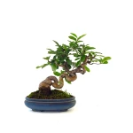 Vente de Bonsai de collection Ligustrum Obtusifolium Shohin 25 cm Sankaly Bonsai