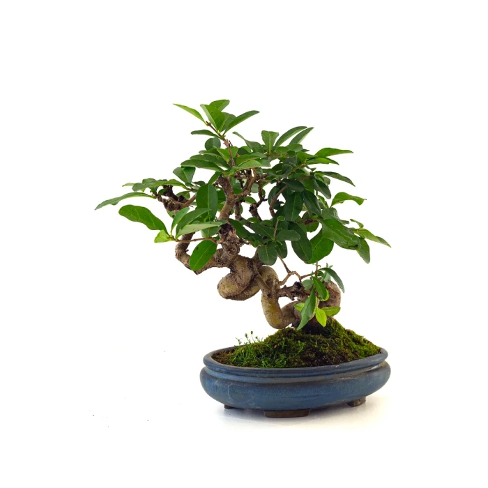 Acheter Bonsai en ligne Ligustrum Obtusifolium Shohin 25 cm Sankaly Bonsai