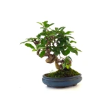 Acheter Bonsai en ligne Ligustrum Obtusifolium Shohin 25 cm Sankaly Bonsai