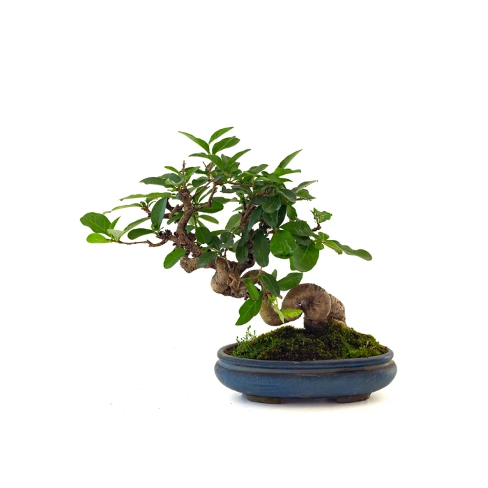 Achat Bonsai de collection en ligne Ligustrum Obtusifolium Shohin 25 cm Sankaly Bonsai
