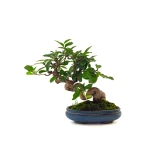 Achat Bonsai de collection en ligne Ligustrum Obtusifolium Shohin 25 cm Sankaly Bonsai