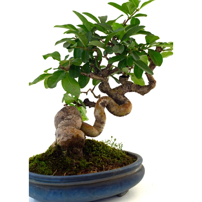 Acheter Bonsai de collection en ligne Ligustrum Obtusifolium Shohin 25 cm Sankaly Bonsai