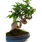 Acheter Bonsai de collection en ligne Ligustrum Obtusifolium Shohin 25 cm Sankaly Bonsai
