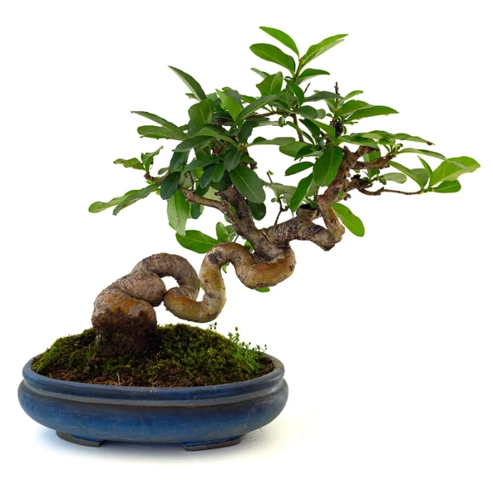 Vente de Bonsai en ligne Ligustrum Obtusifolium Shohin 25 cm Sankaly Bonsai