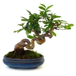 Vente de Bonsai en ligne Ligustrum Obtusifolium Shohin 25 cm Sankaly Bonsai