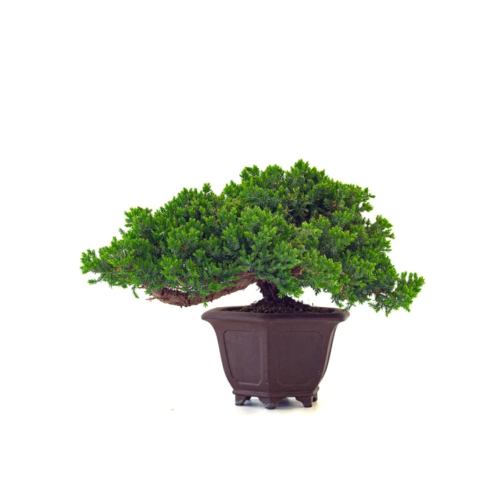 Achat Bonsai en ligne Juniperus Procumbens 37 cm Sankaly Bonsai