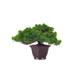 Achat Bonsai en ligne Juniperus Procumbens 37 cm Sankaly Bonsai