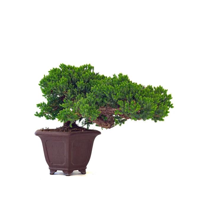 Achat Bonsai Juniperus Procumbens 37 cm Sankaly Bonsai