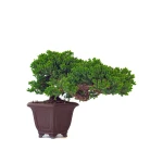 Achat Bonsai Juniperus Procumbens 37 cm Sankaly Bonsai