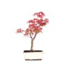 Acheter de Bonsai Acer Palmatum Deshojo 29 cm APD260302MB