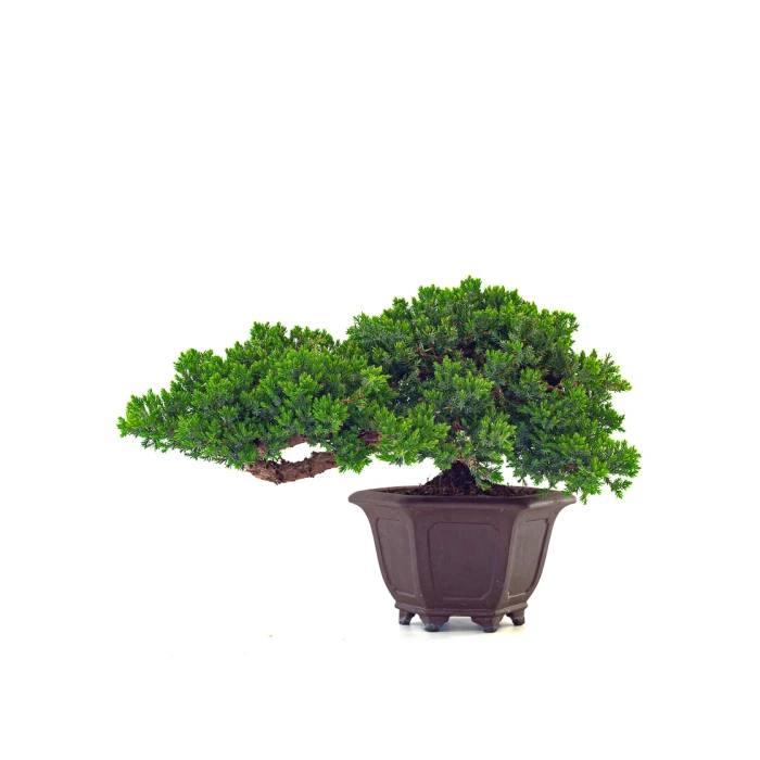 Vente de Bonsai en ligne Juniperus Procumbens 37 cm Sankaly Bonsai
