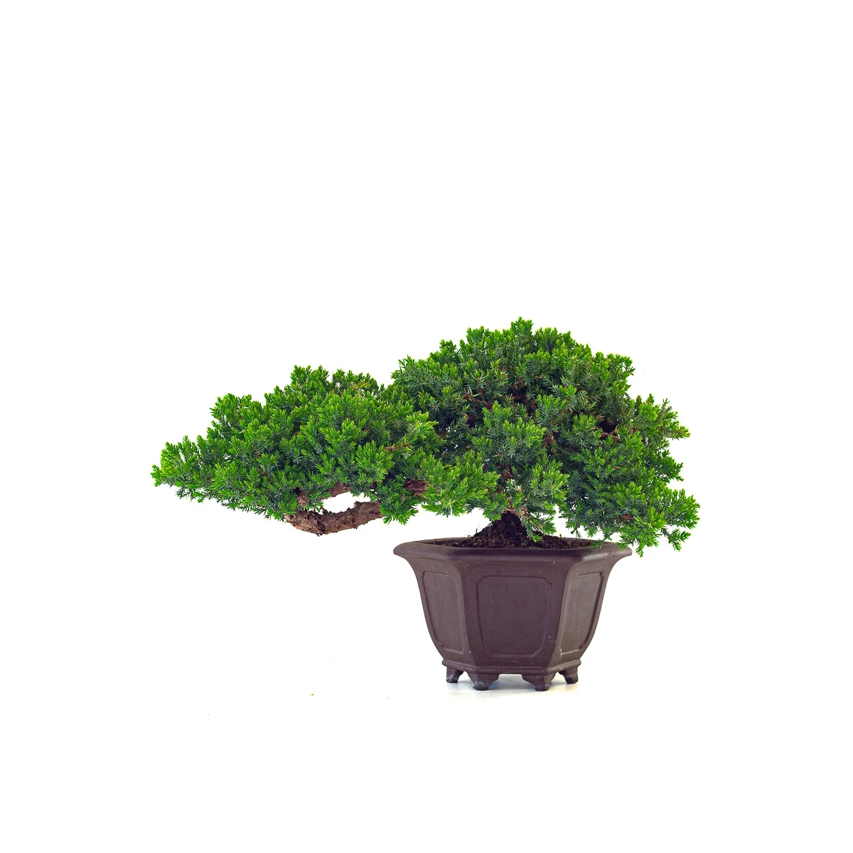 Vente de Bonsai en ligne Juniperus Procumbens 37 cm Sankaly Bonsai