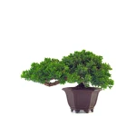 Vente de Bonsai en ligne Juniperus Procumbens 37 cm Sankaly Bonsai