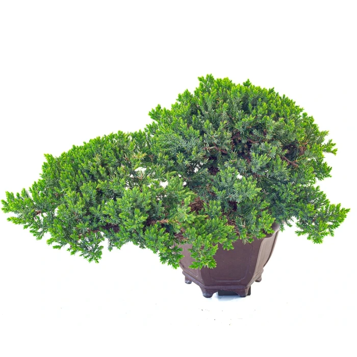 Acheter Bonsai Juniperus Procumbens 37 cm Sankaly Bonsai