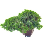 Acheter Bonsai Juniperus Procumbens 37 cm Sankaly Bonsai