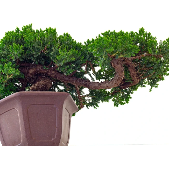 Acheter Bonsai en ligne Juniperus Procumbens 37 cm Sankaly Bonsai