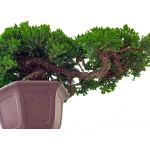 Acheter Bonsai en ligne Juniperus Procumbens 37 cm Sankaly Bonsai