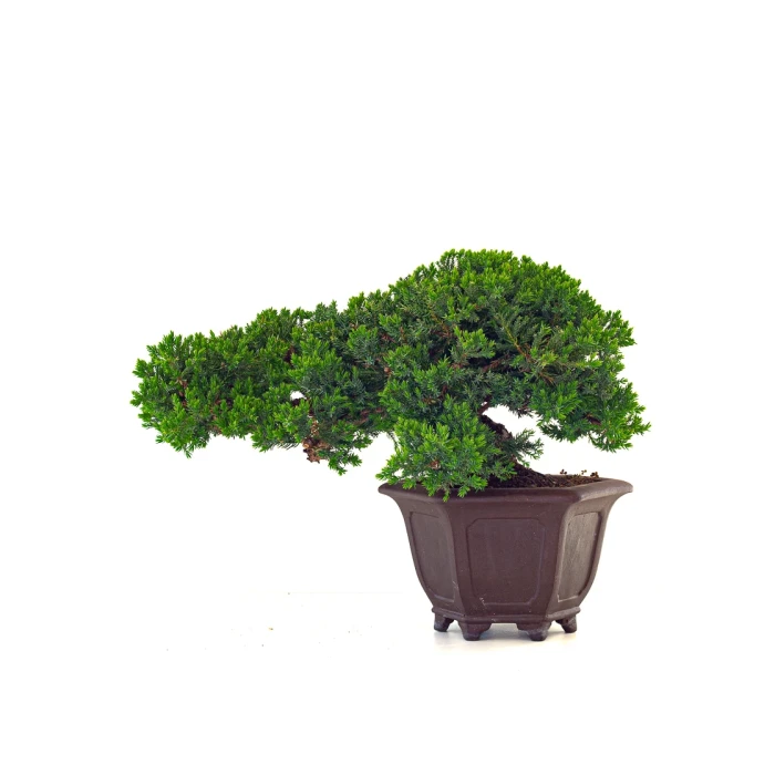 Vente de Bonsai Juniperus Procumbens 37 cm Sankaly Bonsai