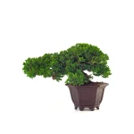 Vente de Bonsai Juniperus Procumbens 37 cm Sankaly Bonsai
