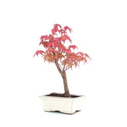 Vente de Bonsai Acer Palmatum Deshojo 29 cm APD260302MB