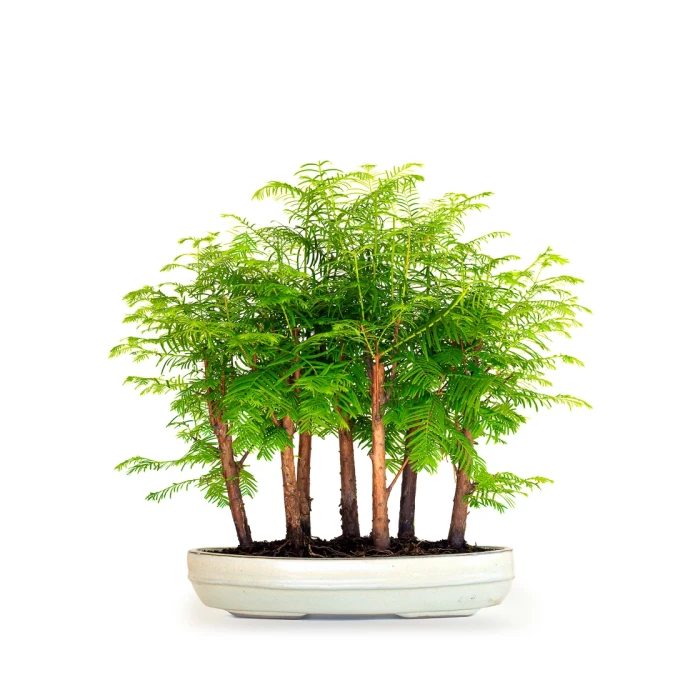 Acheter Bonsai en ligne Forêt de Séquoia (Metasequoia), 7 troncs 42 cm Sankaly Bonsai
