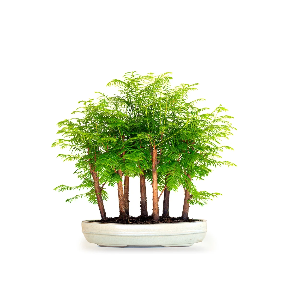 Acheter Bonsai en ligne Forêt de Séquoia (Metasequoia), 7 troncs 42 cm Sankaly Bonsai