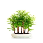 Acheter Bonsai en ligne Forêt de Séquoia (Metasequoia), 7 troncs 42 cm Sankaly Bonsai
