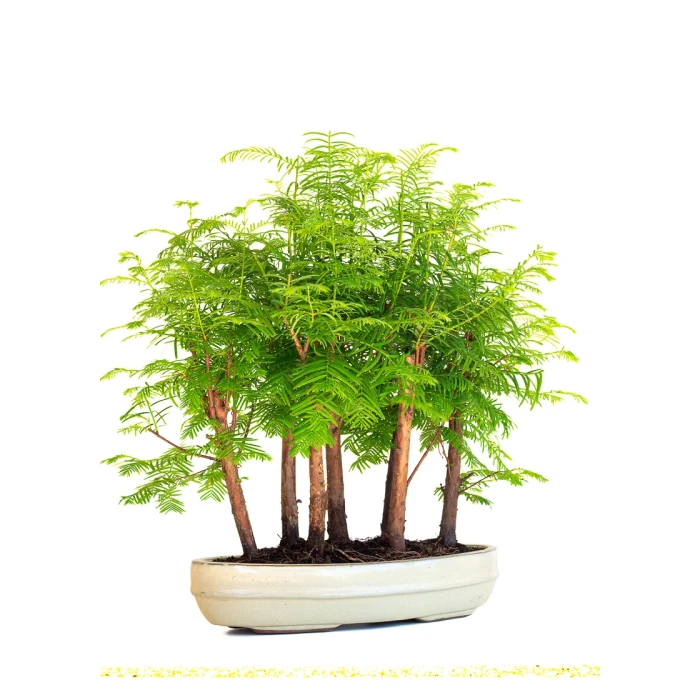 Achat Bonsai en ligne Forêt de Séquoia (Metasequoia), 7 troncs 42 cm Sankaly Bonsai