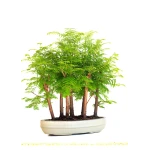 Achat Bonsai en ligne Forêt de Séquoia (Metasequoia), 7 troncs 42 cm Sankaly Bonsai