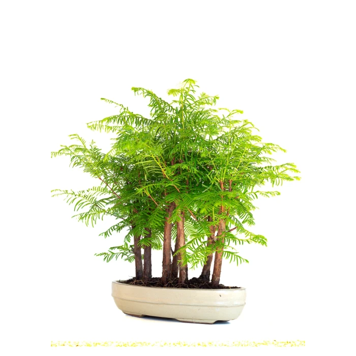 Vente de Bonsai en ligne Forêt de Séquoia (Metasequoia), 7 troncs 42 cm Sankaly Bonsai