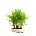 Vente de Bonsai en ligne Forêt de Séquoia (Metasequoia), 7 troncs 42 cm Sankaly Bonsai
