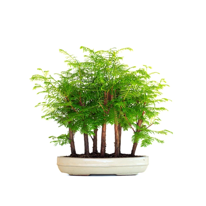 Acheter Bonsai Forêt de Séquoia (Metasequoia), 7 troncs 42 cm Sankaly Bonsai