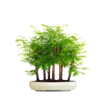 Acheter Bonsai Forêt de Séquoia (Metasequoia), 7 troncs 42 cm Sankaly Bonsai