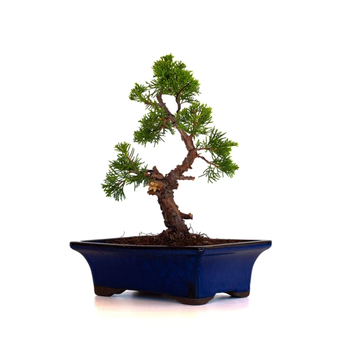 Achat en ligne Bonsai Juniperus Chinensis Itoigawa 30 cm Sankaly Bonsai