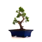 Achat en ligne Bonsai Juniperus Chinensis Itoigawa 30 cm Sankaly Bonsai